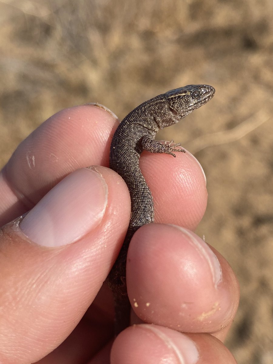 Not only do they spend most of their lives undercover, but they are sedentary. They can spend nearly their entire lives insert the same debris such as a downed Joshua tree branch.