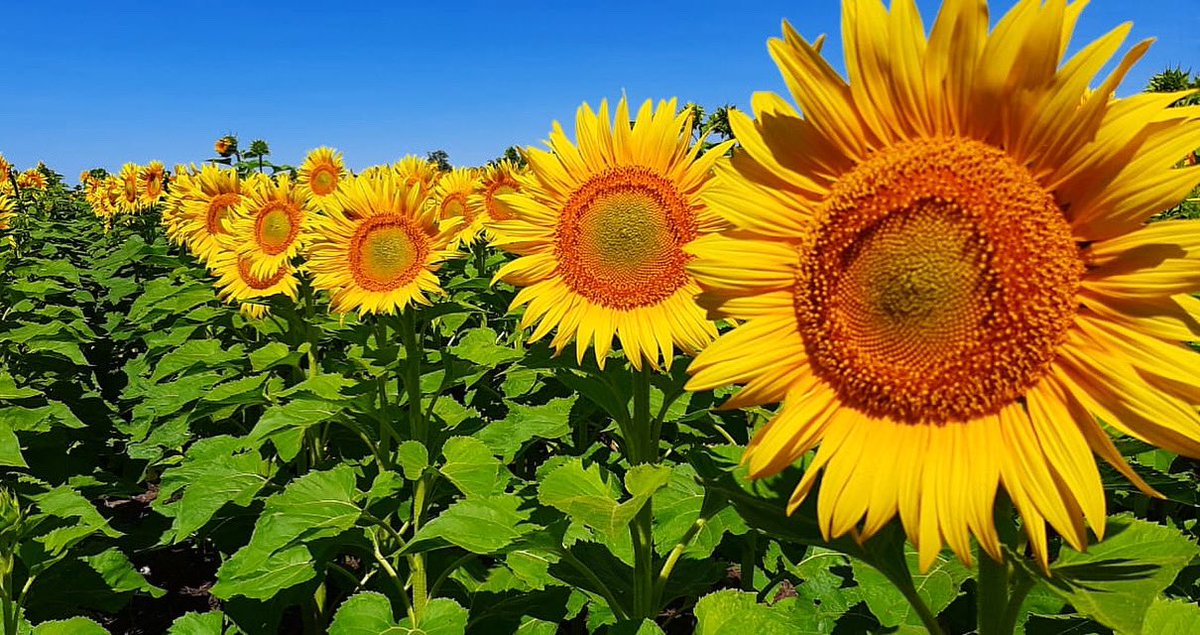 AGRAR DEL SUR tweet media