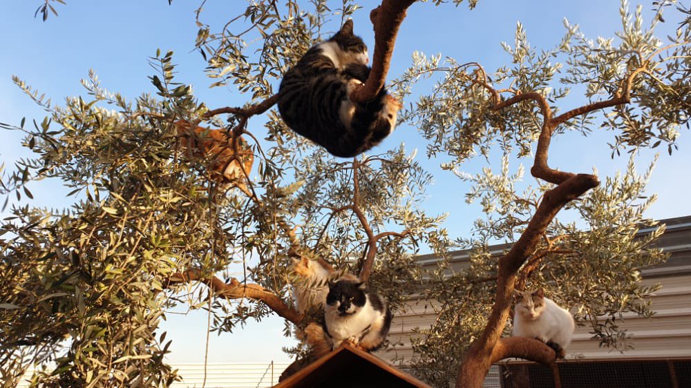 theAleppoCatmen's tweet photo. Morning from Syria ❣️ https://t.co/BYwgwnbsPq