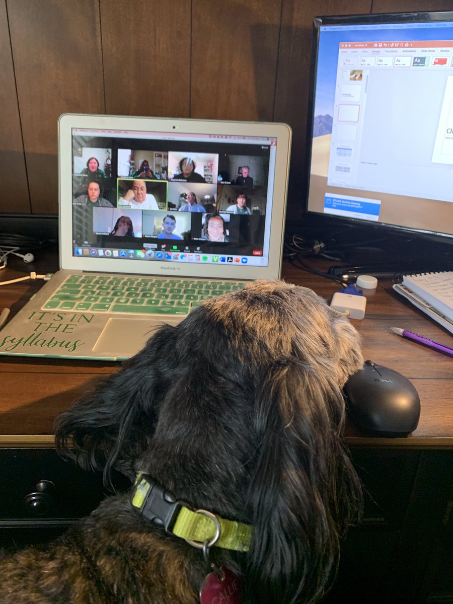 KimKellerPR's tweet photo. This is becoming a regular thing with my dog. #ZoomPets https://t.co/Qm3gu5E4mb