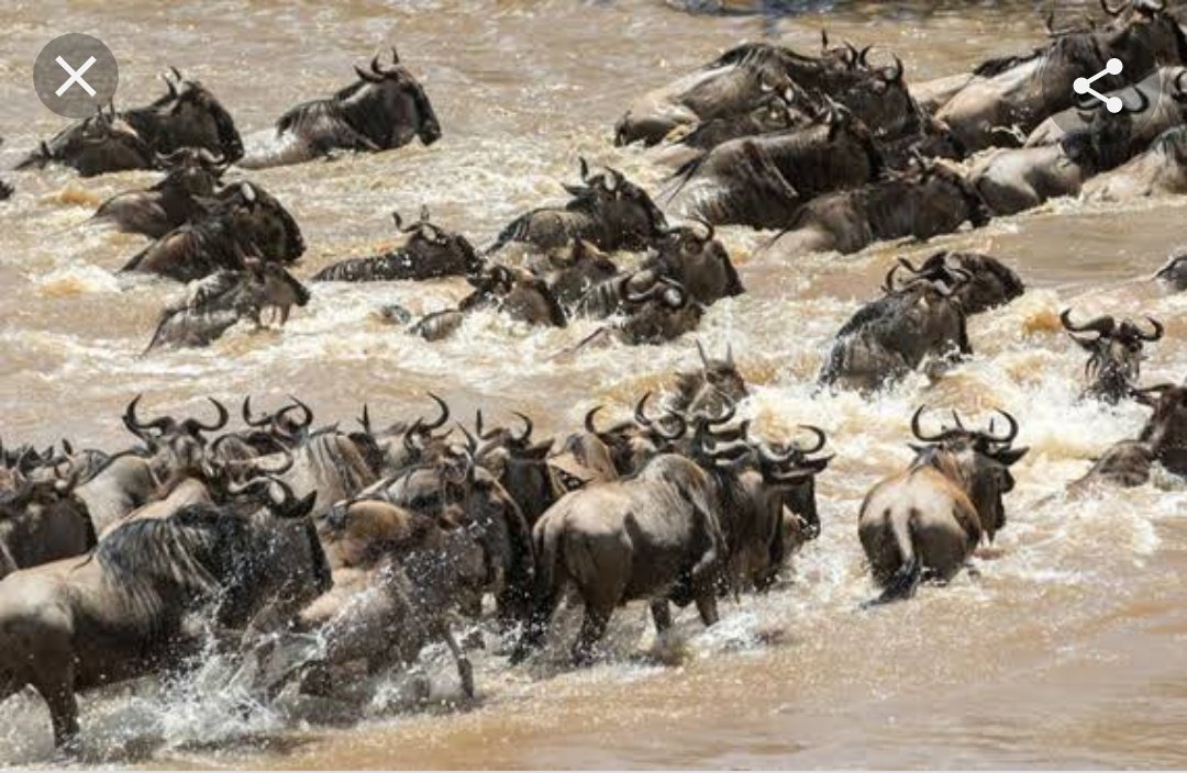 WinnieWinnels's tweet photo. @Lupita_Nyongo Wildbeast migration in Kenya. Kenya is indeed beautiful @Brand_Kenya @tunajibu https://t.co/mxxnKHPdQh