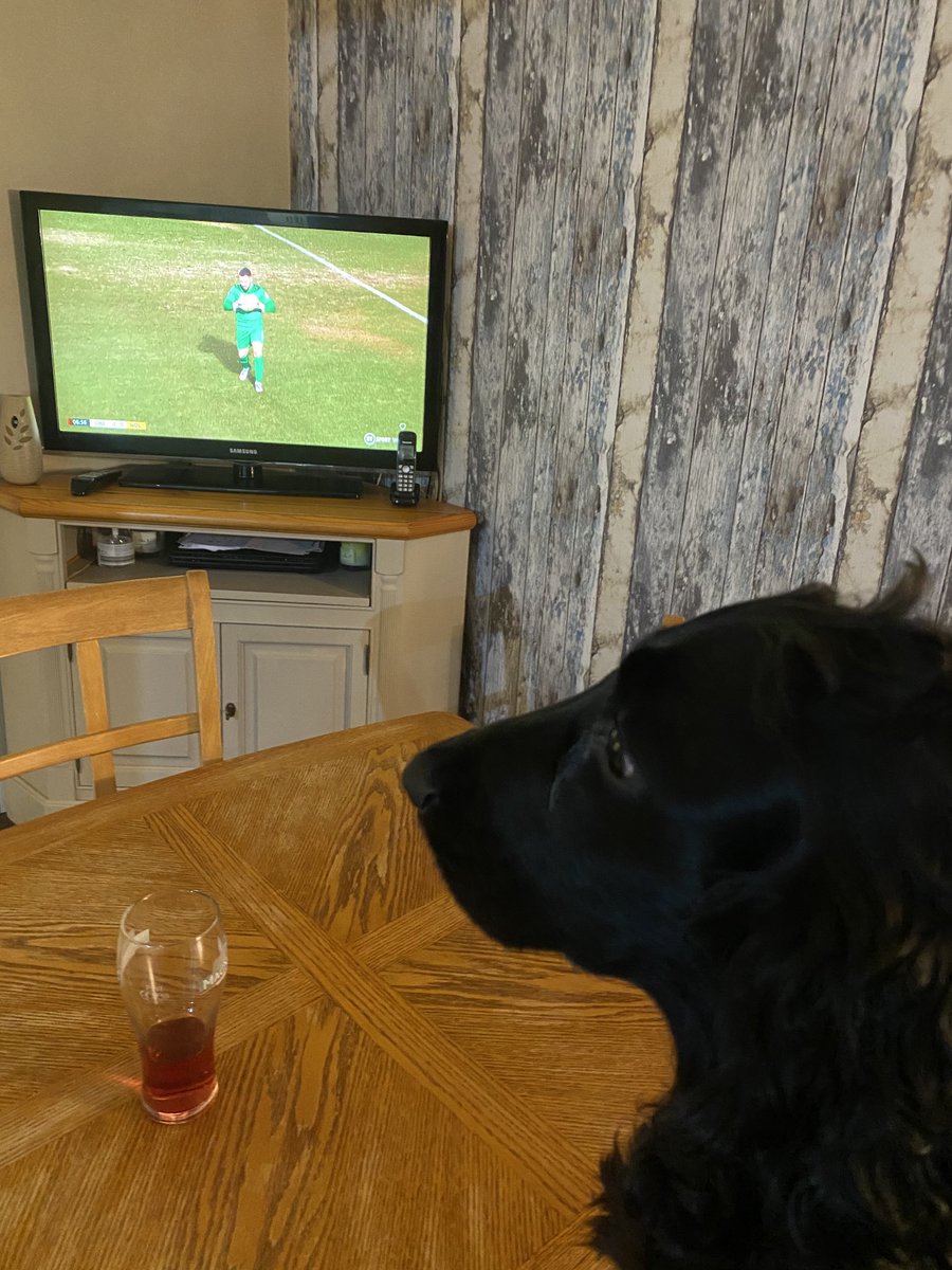 Dogs watching
