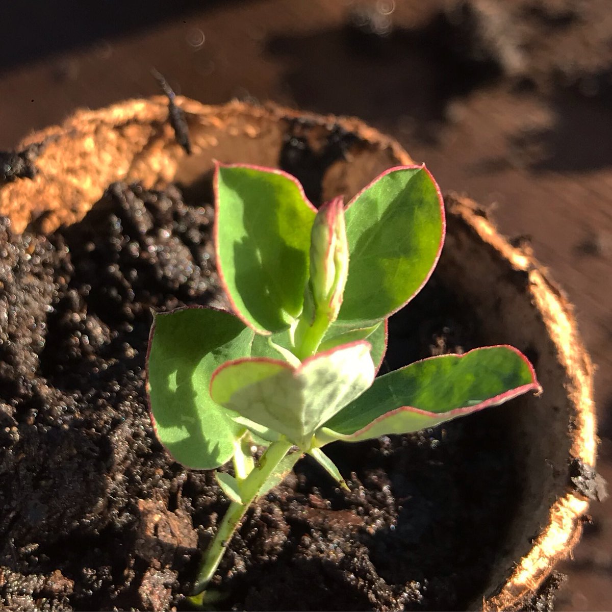 BrackenBloom's tweet photo. Gorgeous pink lining the leaf. The sun has been glorious today! Happy weekend! #sweetpeas #FlowersOnFriday https://t.co/7XUDChWg3h
