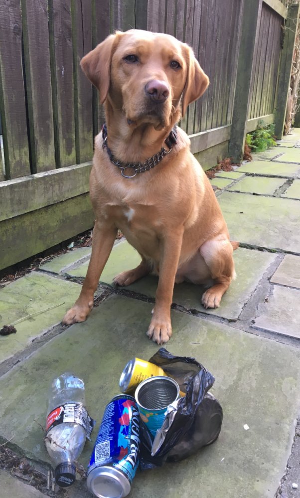 Dog owners, did you know you could make a difference on your daily walk? Join <a href="/pawsonplastic/">Paws On Plastic #pawsonplastic</a> and collect just a couple of pieces of litter on each walk. 19,000 dog owners removing over 28 million pieces of #litter every year. Find out more: buff.ly/3h8M2sI
