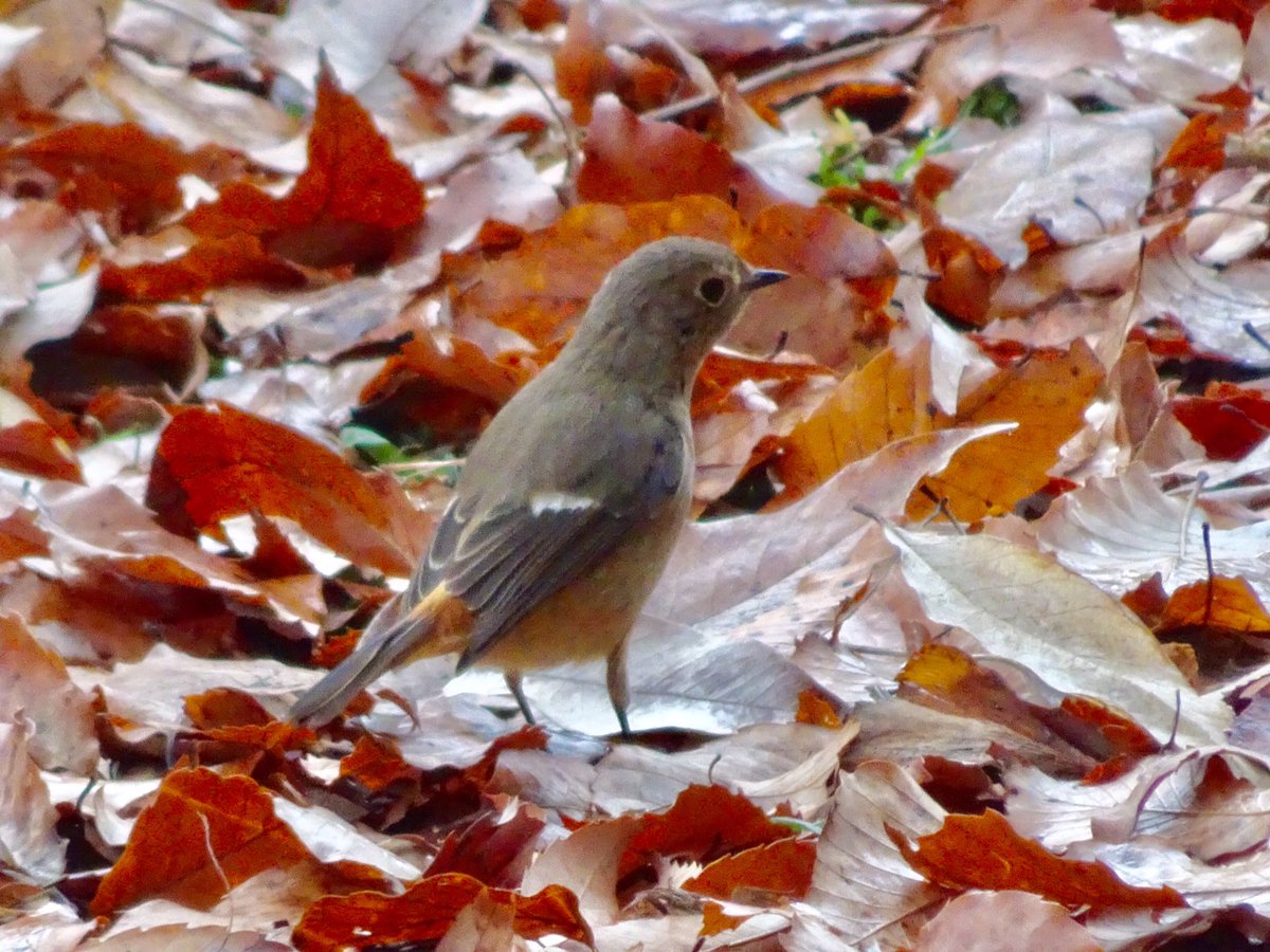 cpttad's tweet photo. おはようございます。

ジョウビタキ(尉鶲)♀
公園の出口近くの落葉の上に、舞い降りてきたジョビ子。
まるで、見送ってくれたような感じがした。
「また来るよ。ジョビ子ちゃん！」
お別れのご挨拶をして、帰路に着いた。

早朝の周南市西緑地公園にて https://t.co/Se8tc7iZMN
