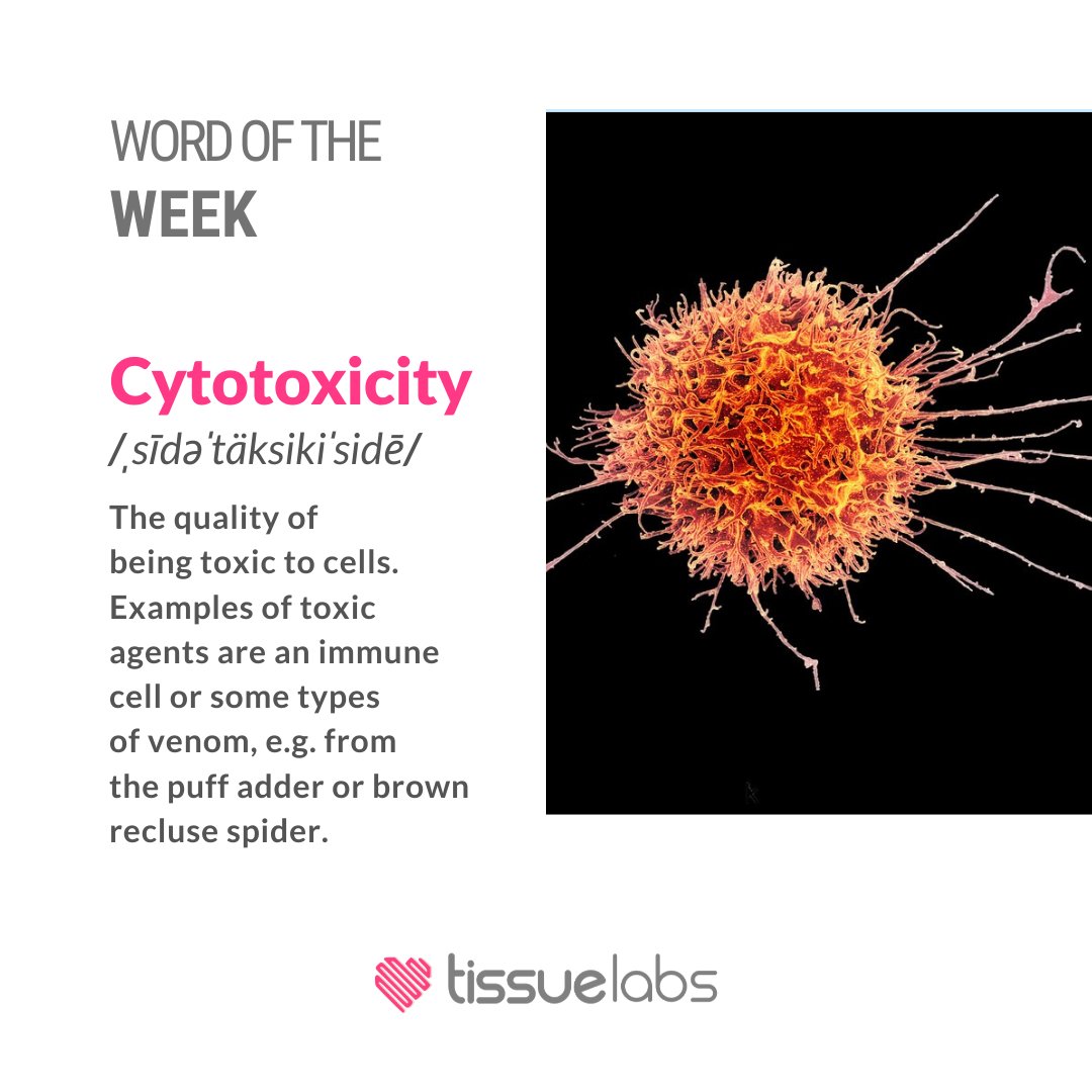 WORD OF THE WEEK: 
Cytotoxicity /ˌsīdəˈtäksikiˈsidē/ 
The quality of being toxic to cells. Examples of toxic agents are an immune cell or some types of venom, e.g. from the puff adder or brown recluse spider. 
 
#cytotoxicity #venom #toxic