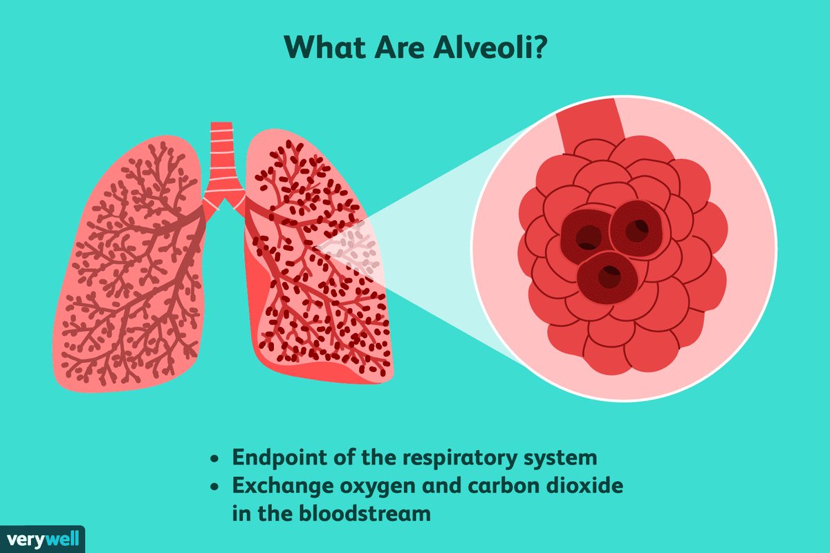 The sandbag also has the benefit of creating additional  load pressures into the ribcage, which force the diaphragm to work harder (Chen et. al). This:Uptake of air into the aveoli, which transfer oxygen to the bloodstreamContraction of deep ab muscles for exhalation