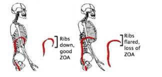 In order for respiratory function to be optimal, we need something called a Zone of Apposition.This means the lowest ribs can stay relatively down upon inhalation, which pushes air into the ribcage and subsequently optimally expands the lungs (image credit  @postrestinst).