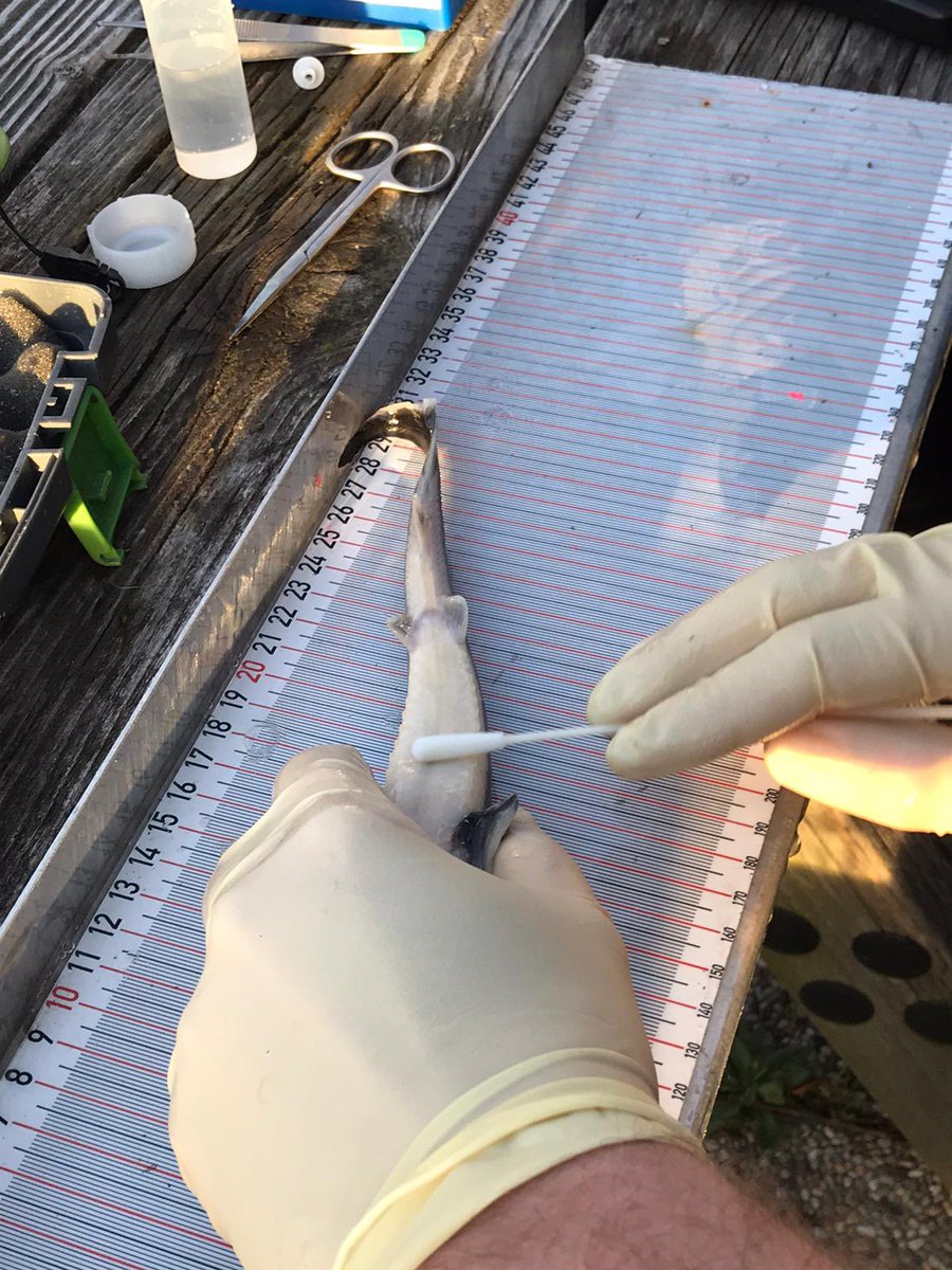 magiccaviar's tweet photo. Today our Ichthyologists and Reserarchers started with the sampling from our precious Sturgeon babies #CrueltyFree #swabsampling #mucosa for species conservation #invitrocaviar #preventpoaching https://t.co/1IxdiiRMiC