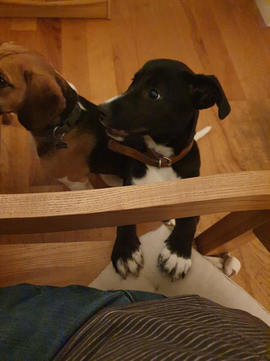 Seriously! Will someone please feed the puppy? She hasn't had anything in minutes! I'm being attacked from every angle!🐕