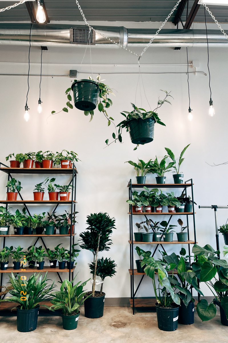 JarenStephens's tweet photo. new additions = new vibes 🤩🌿 https://t.co/maktyjbzzW