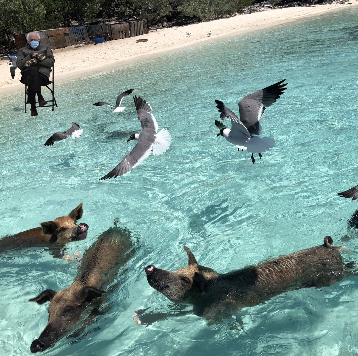 Pigs of Paradise tweet media