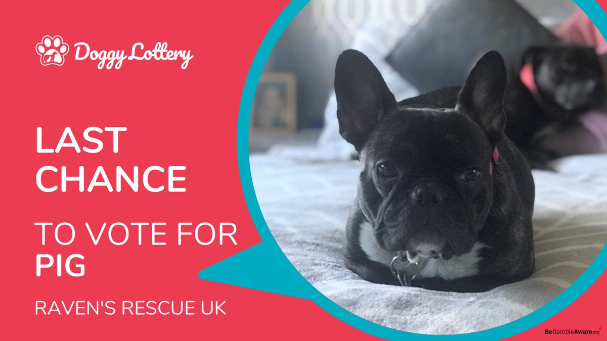 RavensRescueUK's tweet photo. #FridayFeeling #fridayflutter #FridayFun #FridayVibes #lottery #LotteryTickets #lotto #rescue #RescueDogs #dogs #frenchie #dogsoftwitter https://t.co/qRqLfNE519