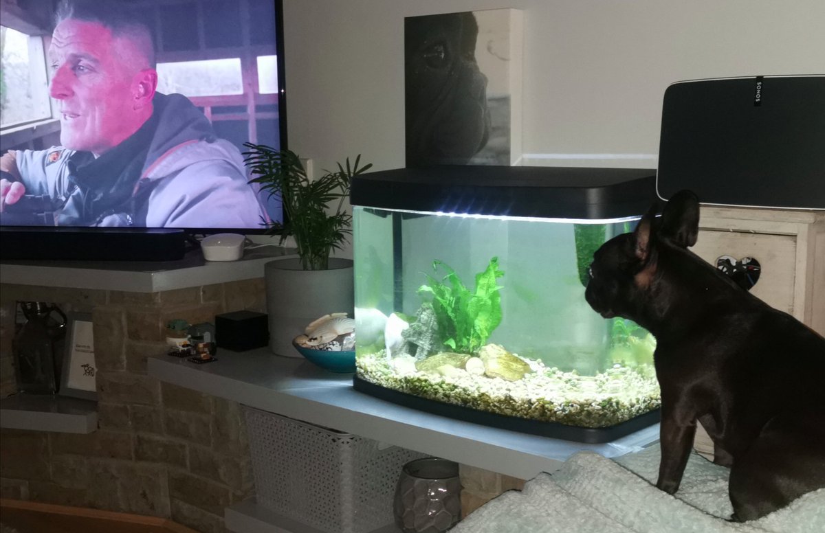 sharon halpin tweet media