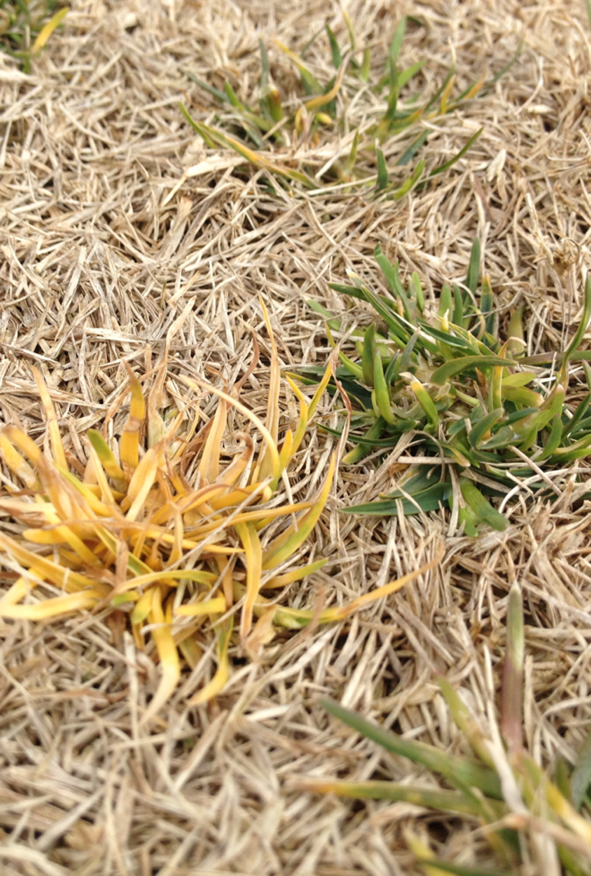 cropforageturf's tweet photo. New research evaluates annual #bluegrass control in #bermudagrass using dimethenamid and pendimethalin: https://t.co/deFvIaH3O8 @UTPlantSciences #turfgrass https://t.co/WXP2RhiwCr