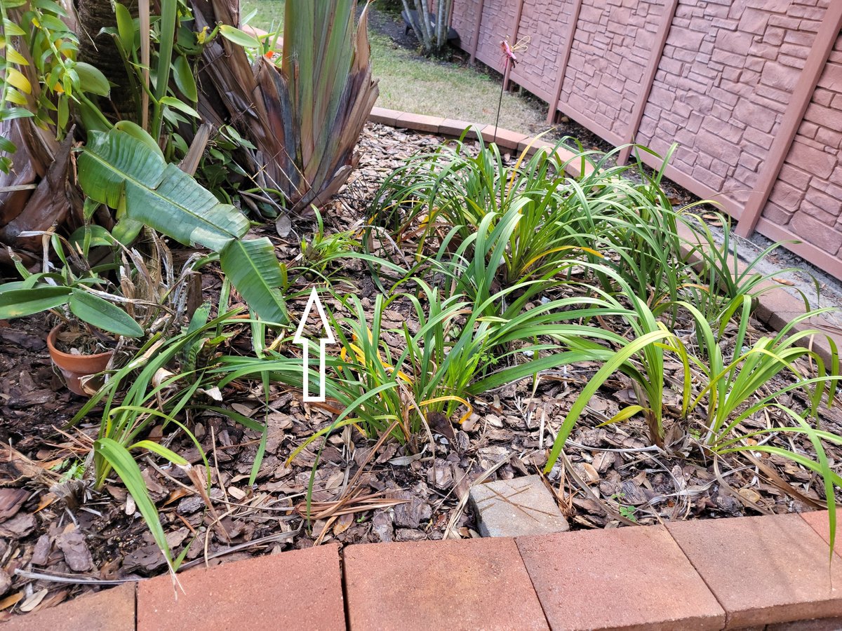 ConnieYurkus's tweet photo. See the little plant my arrow is pointing at? If I'm really lucky it will bloom now that it's tag is gone and I have no idea what it is. π€« It's a species and I really should spend some time and figure out what it is. Come on flower spike! #orchids #losttag #orchidissues https://t.co/DAuQtagU2n