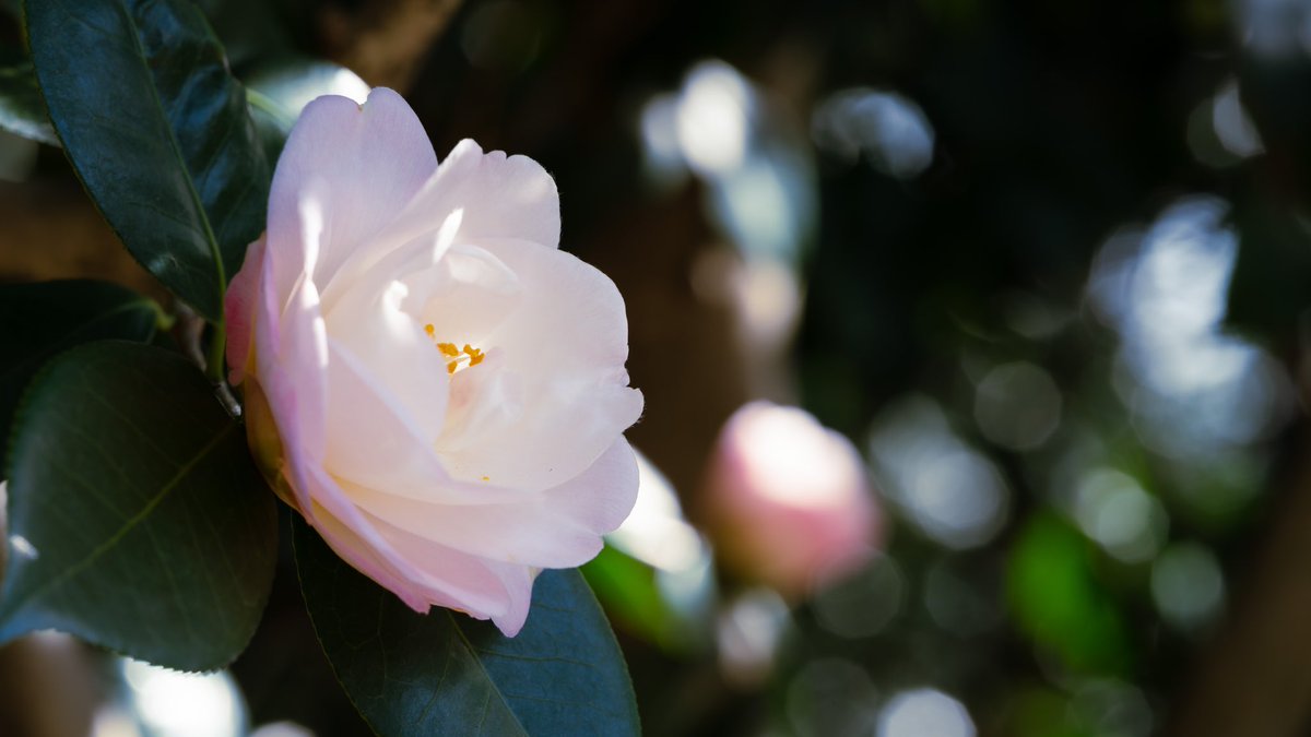 Takao 春曙光 ツバキが咲いていました 春曙光という品種です 清少納言の 春はあけぼの に由来する名前とのことです 花 の外側が淡い桃色で中心部が白になる美しいグラデーションが春の穏やかな明け方の空を連想させます 花言葉は 控えめな優しさ