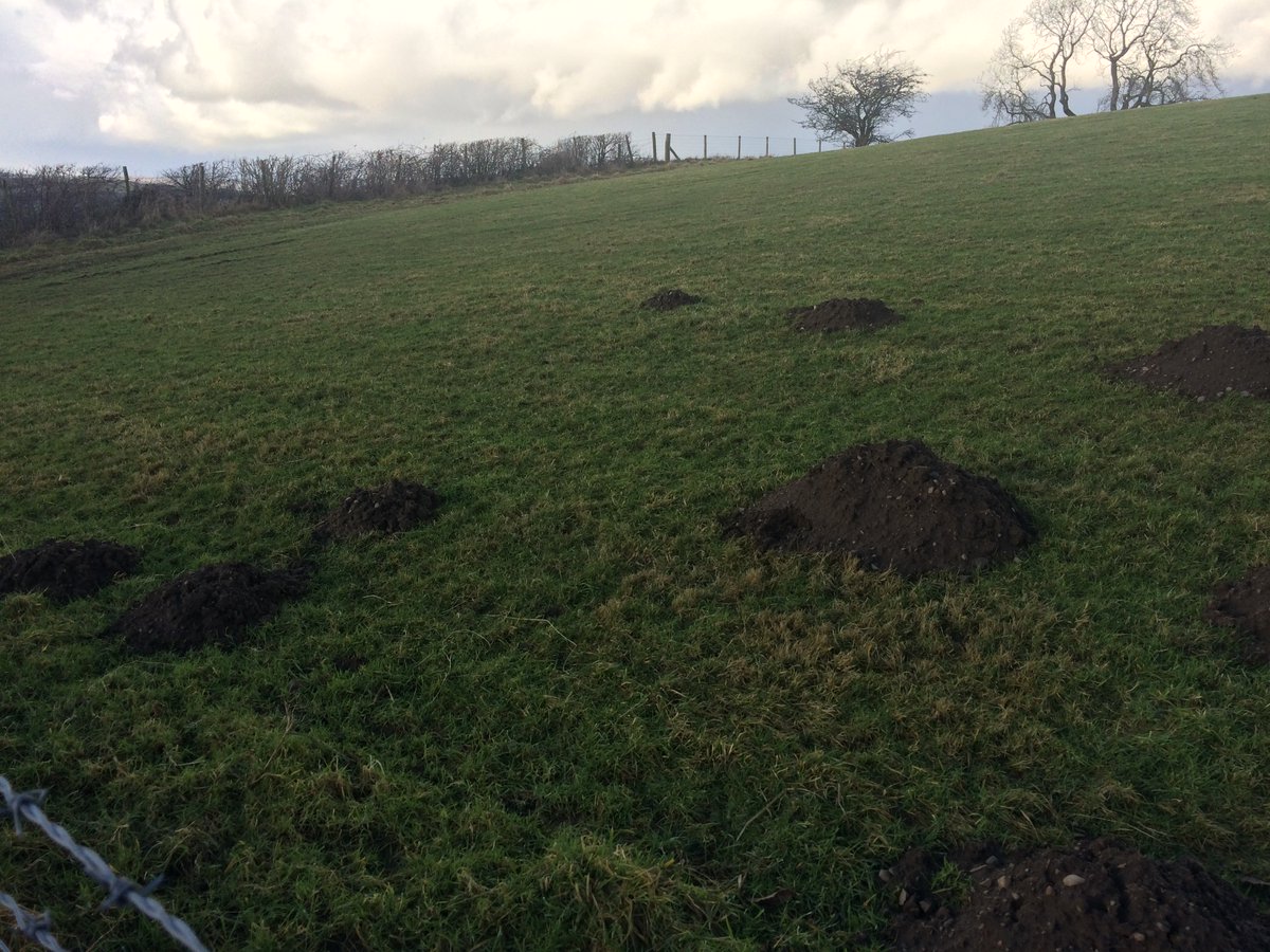 I think I may have found the start of a 'mole fortress'. They're a real thing. (Look it up!).I was reminded of the 'true grit' as I passed  @BendriggTrust an ace outdoor centre for youngsters (and acorns). I had to get off & push.Hedges up the road were thronged with birds.