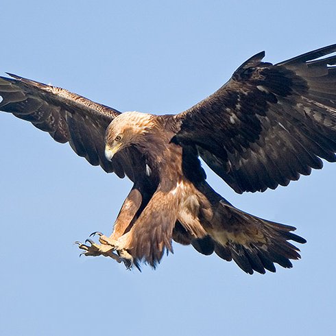 Saint-14 - Golden EagleThese birds of prey are MASSIVE. These birds can take down almost anything it sets its eyes on including many other birds of prey. Goldens are considered true eagles and are built for overwhelming power.