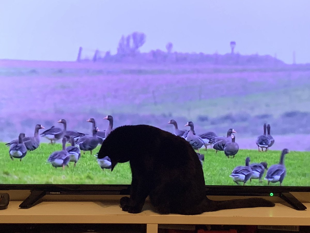 chax45's tweet photo. The cats enjoying @BBCSpringwatch  tonight #Winterwatch https://t.co/mghQdo3kQ7