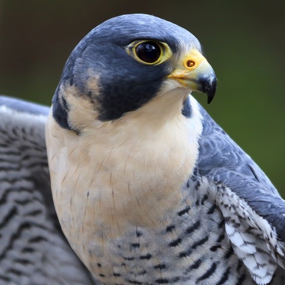 Ikora Rey - Peregrine FalconPeregrine falcons are vastly used, loyal, and are trained to fly high up into the sky and wait as a hunter flushes prey. Once the prey is flushed the bird will fold up and stoop down to connect with its prey with an audible crack.