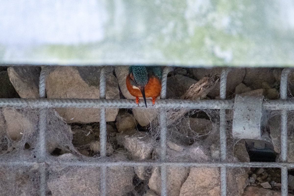 NeilElvidge's tweet photo. She took some finding today I but eventually found her hiding out under a wall in the local park   #kingfisher https://t.co/1iMLNKZS75