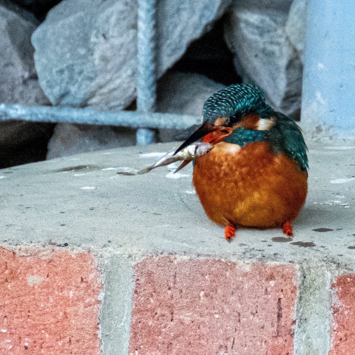 NeilElvidge's tweet photo. She took some finding today I but eventually found her hiding out under a wall in the local park   #kingfisher https://t.co/1iMLNKZS75