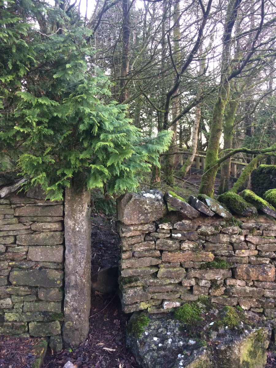 The service station is full of Westmorland stonework.Hogg-holes & squeeze stilesOn the way home two women saw me slow-cycling looking up at trees. "We've seen a red squirrel" they cried.I missed it with all their shouting (joke).So here's one by  @cainscrimgeour  @WildIntrigue