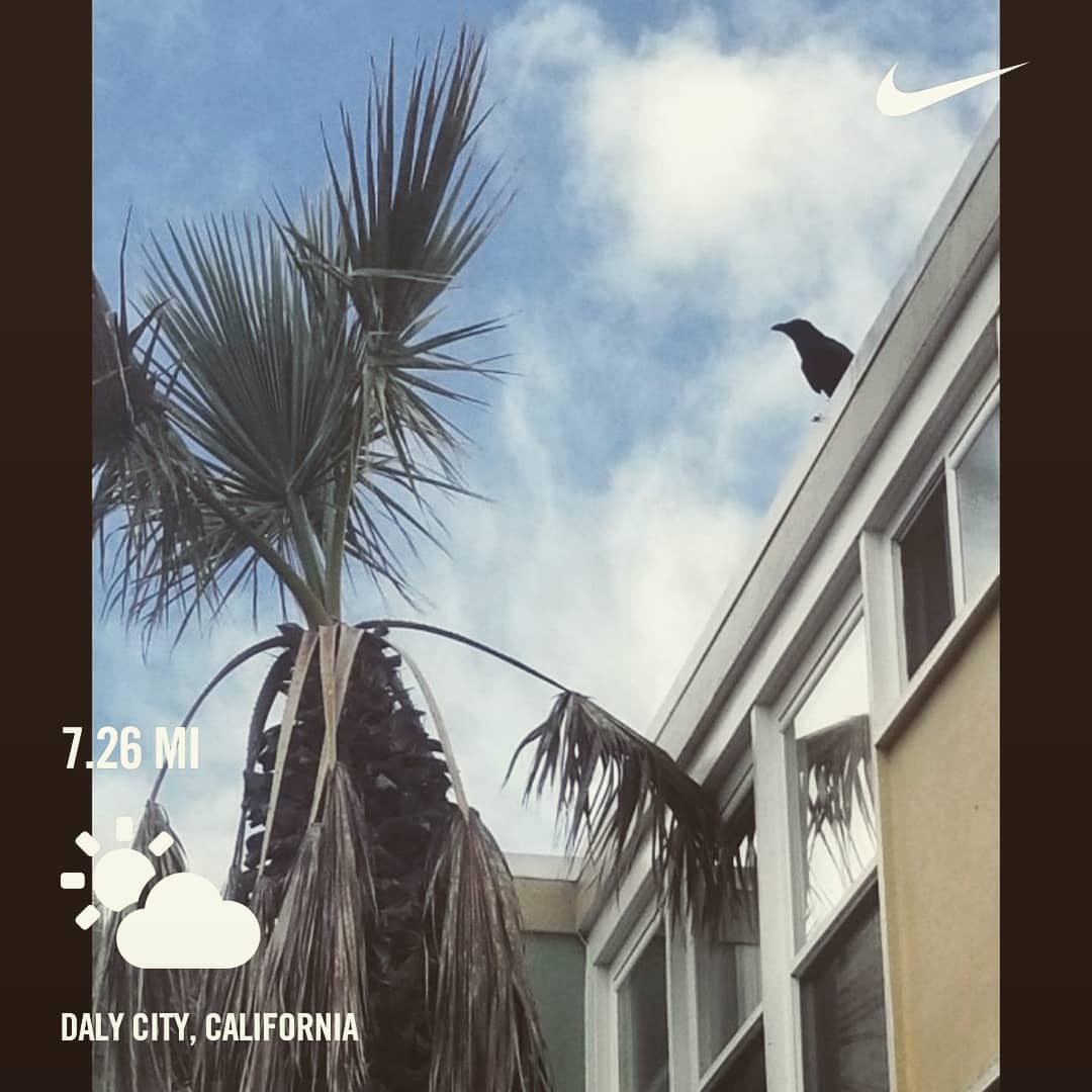 justindheckford's tweet photo. 7 and quarter miles this morning. Felt lazy and super sluggish, but knocked it out. 
😎🤙🏻
#run #running #runner #runners #nikerunning #nrc #garmin #runnersofinstagram #instarunners #werunsf #concreterunners #runhappy https://t.co/GMvWEn5dBN