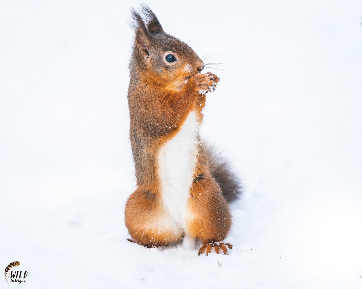The service station is full of Westmorland stonework.Hogg-holes & squeeze stilesOn the way home two women saw me slow-cycling looking up at trees. "We've seen a red squirrel" they cried.I missed it with all their shouting (joke).So here's one by  @cainscrimgeour  @WildIntrigue