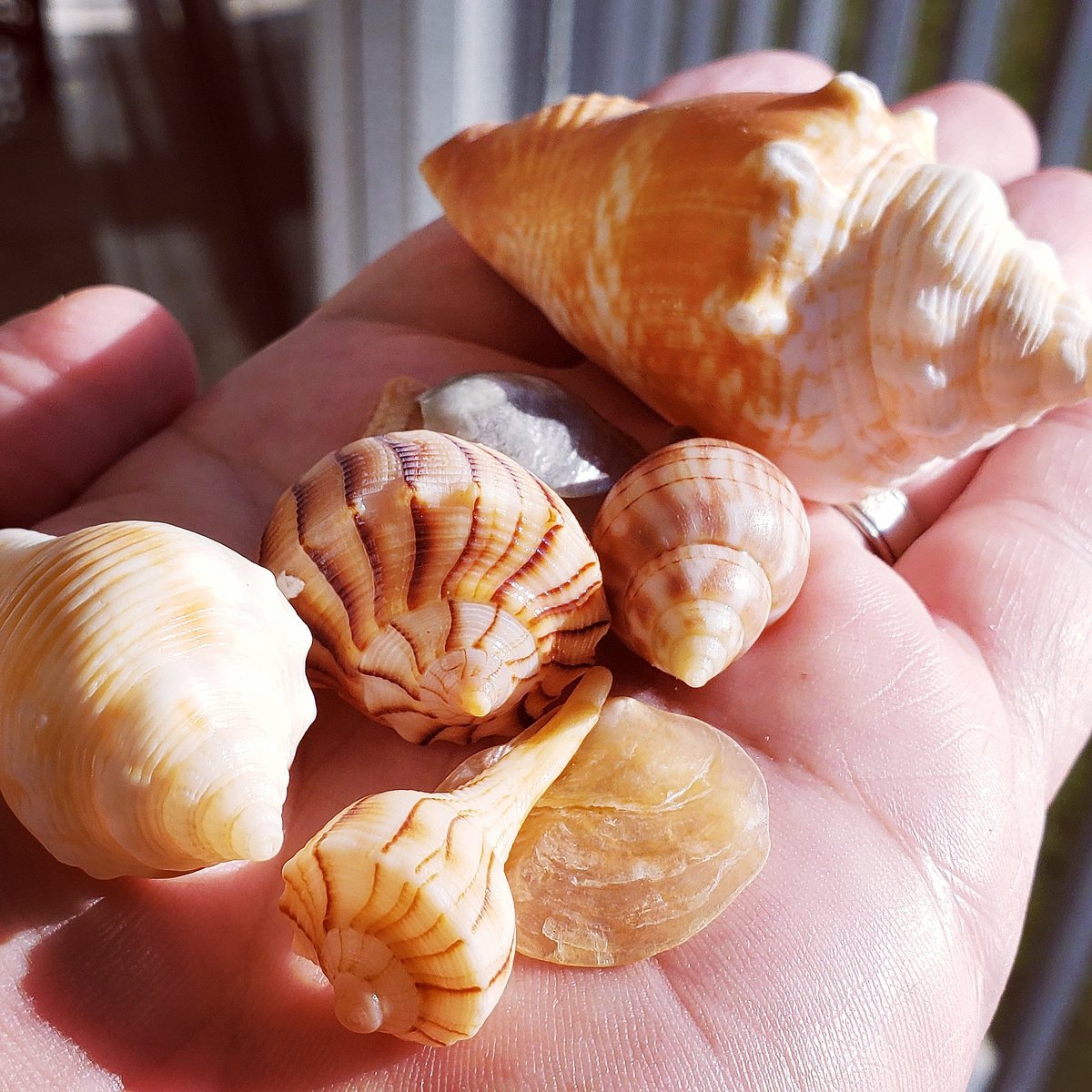EricTaubert's tweet photo. Sanibel draws a lot of VERY passionate shell collectors. I don’t count myself among them, but I ALSO can't help but pick up some of the top-shelf specimens easily found every single time I take a casual walk along the shoreline. These are from today. w/ @FtMyersSanibel #sanibel https://t.co/mLjeceQuJN