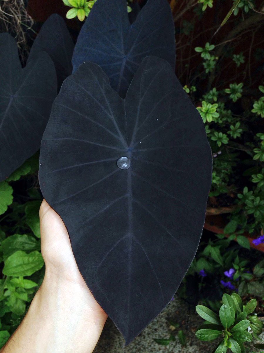 Celtics Players as Plants: A ThreadKemba Walker as Colocasia Esculenta “Black Magic”