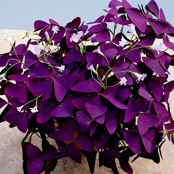 Jaylen Brown as Oxalis Triangularis