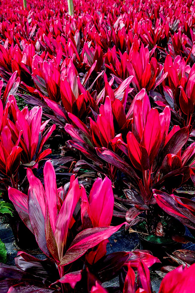 Daniel Theis as Cordyline Fruticosa “Ti Plant”