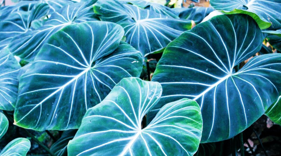 Semi Ojeleye as Alocasia “Elephant Ear” Blue Velvet