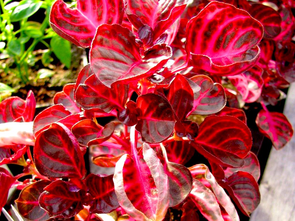 Jeff Teague as Iresine Herbstii “Blood Leaf”