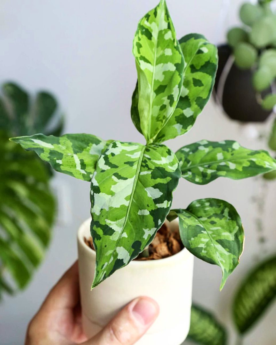 Tacko Fall as Aglaonema Pictum Tricolor