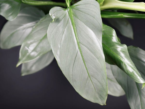 Romeo Langford as Philodendron Hastatum “Silver Sword”