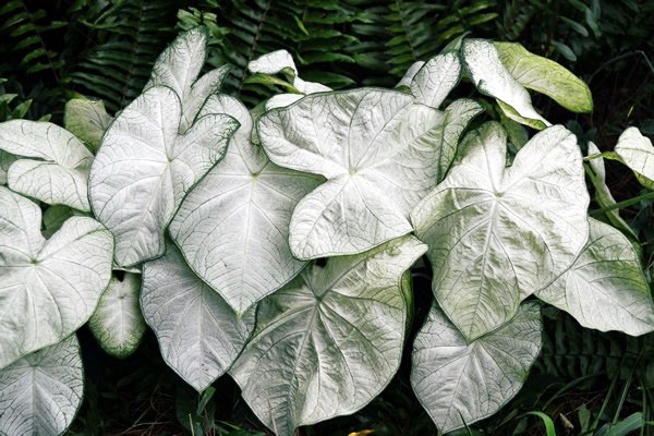 And finally, Tremont Waters as Caladium “Florida Moonlight”