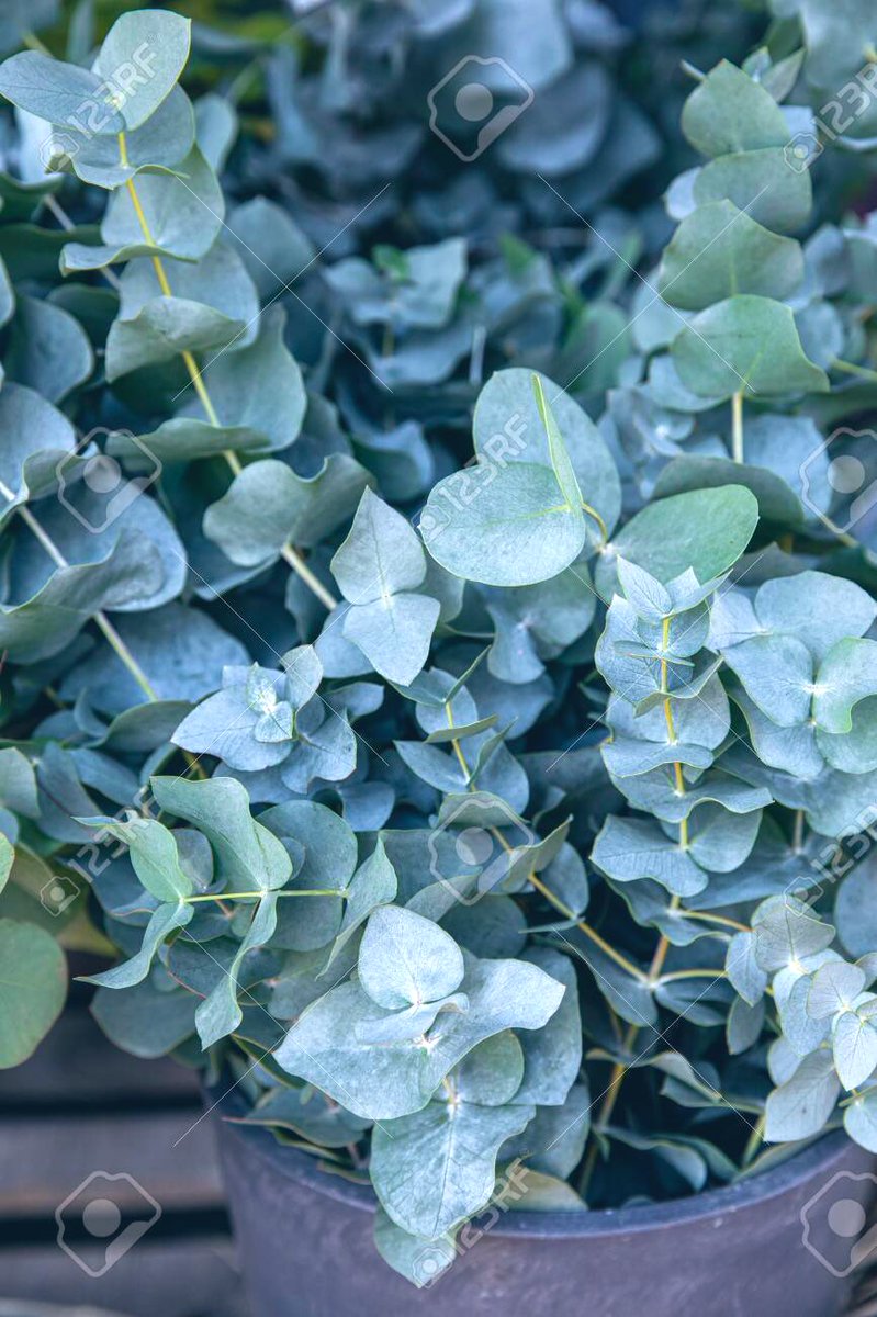 Honorable Mentions: Tacko Fall as Peacock Begonia and Marcus Smart as Eucalyptus “Baby Blue”