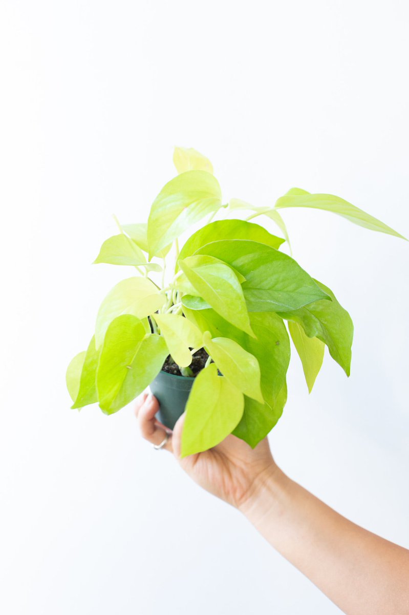 Yes I plan on making an entire thread just about Kemba the material is endless