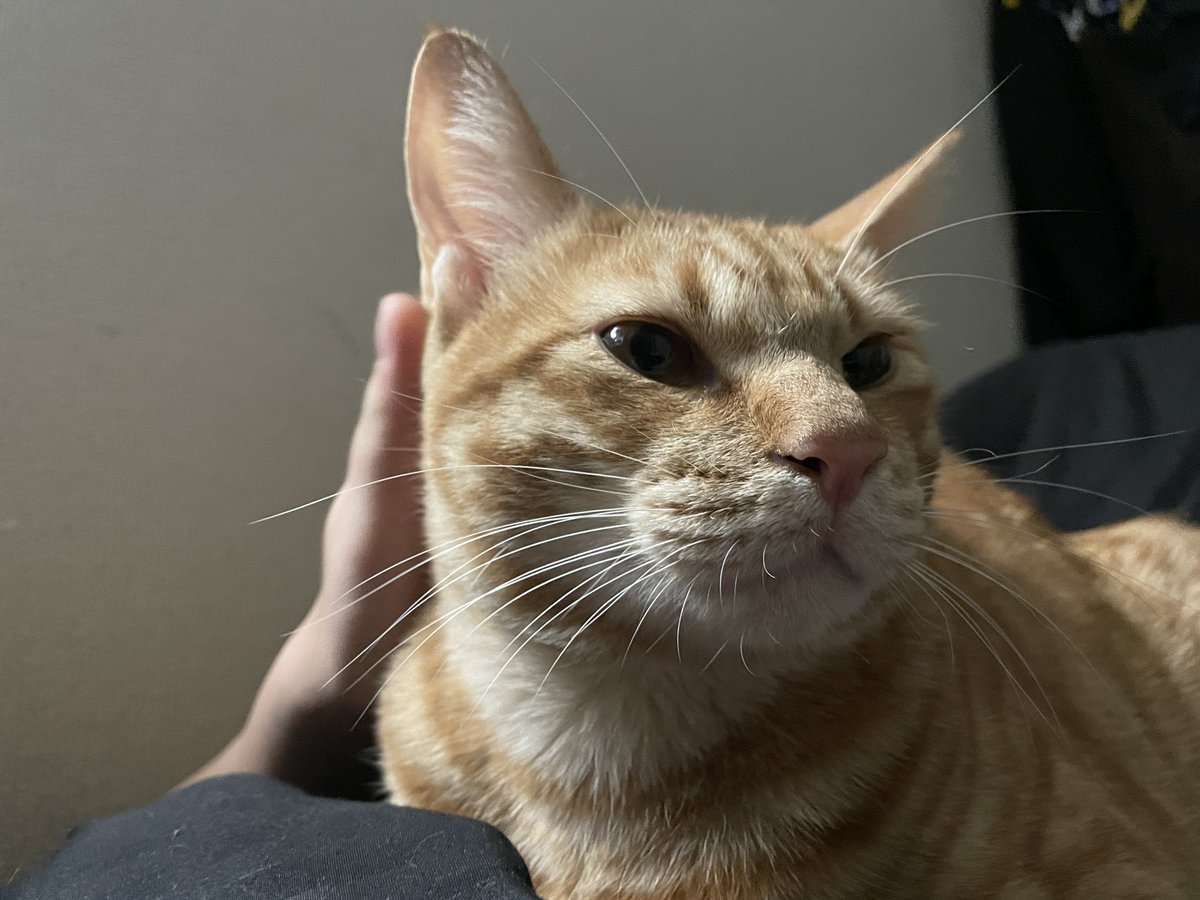 かわいいまめ 朝のまめです かわいいですね 猫 Cat 子猫 保護猫 茶トラ 生後8ヶ月半