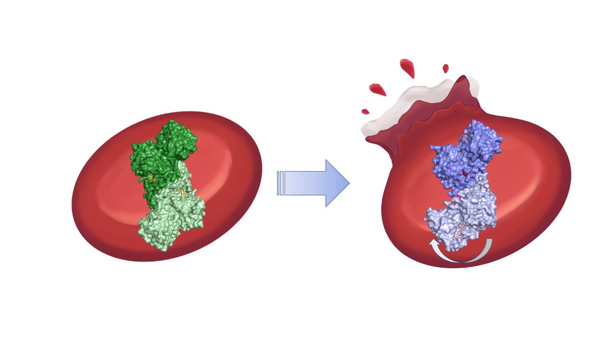 Stanford_ChEMH's tweet image. Faculty fellow Soichi Wakatsuki &amp;amp; co-workers have uncovered the mechanism behind glucose-6-phosphate dehydrogenase deficiency which is connected with blood disorders: stanford.io/3qWIg9R