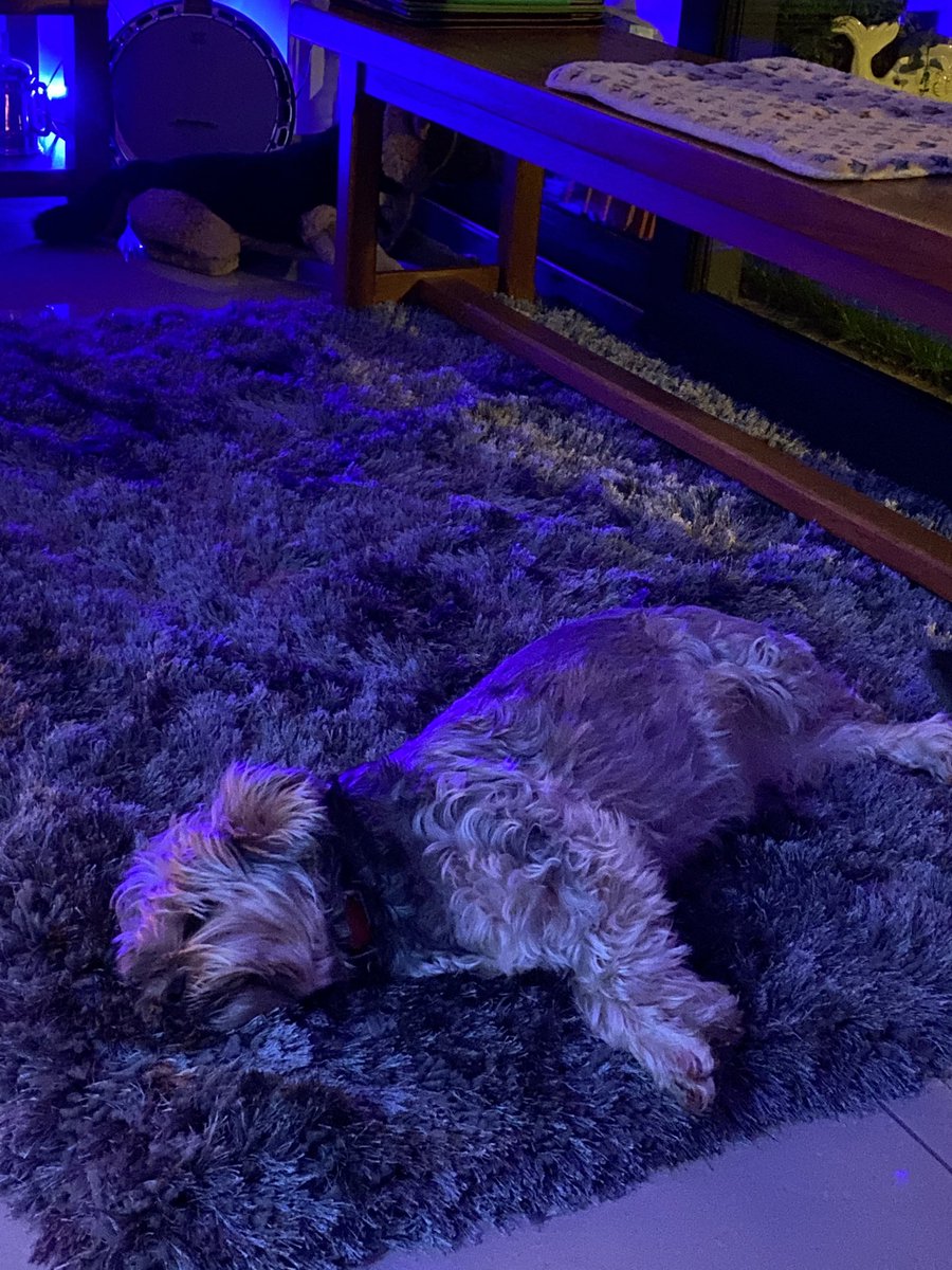 PaulaFeetam's tweet photo. My baby fast asleep #blendingintotherug https://t.co/2WNVzn3kMP
