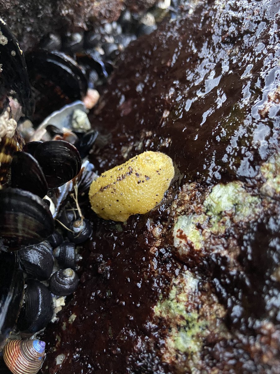 AskAlexaBlog's tweet image. Monterey sea lemon, Doris montereyensis 🍋 

Found from Alaska to San Diego, CA, this species of sea slug, a dorid nudibranch, has seven retractable gills and can grow up to 15 cm long. This cutie was found during low tide on 1/15/21 🌊
#conservation #scienceeducation #adventure