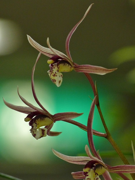 366日の花個紋 1月23日の花個紋 折葉寒蘭 おれはかんらん 個意ことば 真髄 一つのことにじっくり向き合い その道を極める人 今日の花個紋はこちら T Co H59hwgqujj 誕生日 葉加瀬太郎 小日向文世 Hanakomon 花個紋 T Co
