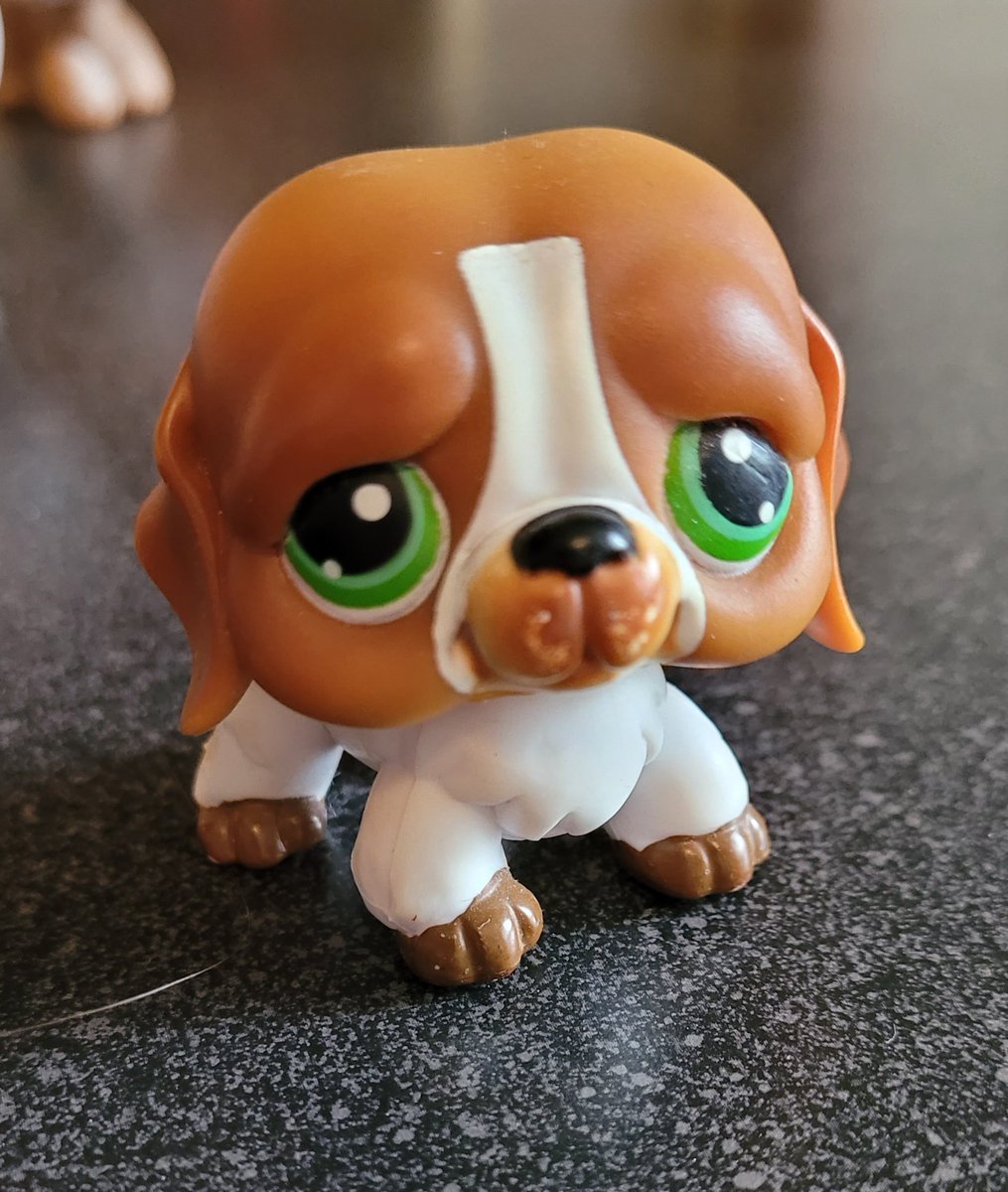 namjoon as this dog(kind face, big body, namjoon st Bernard agenda!!!!)