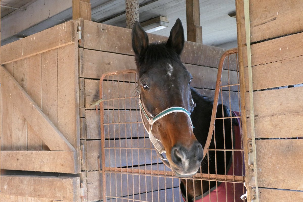 HorsesSaves's tweet image. Our new rescue horses: Pacino, Shiloh, and Polo. Pacino - Amish buggy horse. Shiloh's  and Polo's past is a mystery. Pacino and Shiloh are Standarbreds. Pacino is off-the-track.
