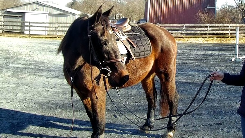 HorsesSaves's tweet image. Our new rescue horses: Pacino, Shiloh, and Polo. Pacino - Amish buggy horse. Shiloh's  and Polo's past is a mystery. Pacino and Shiloh are Standarbreds. Pacino is off-the-track.