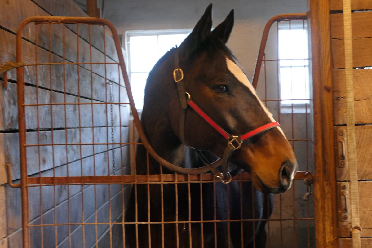 HorsesSaves's tweet image. Our new rescue horses: Pacino, Shiloh, and Polo. Pacino - Amish buggy horse. Shiloh's  and Polo's past is a mystery. Pacino and Shiloh are Standarbreds. Pacino is off-the-track.